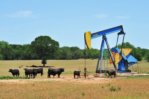 Oil well pumper and cattle